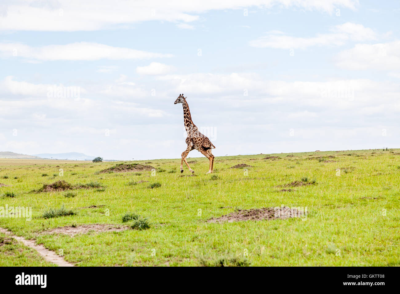 Una jirafa que corre a través de la sabana en el massai mara, Kenya. Foto de stock
