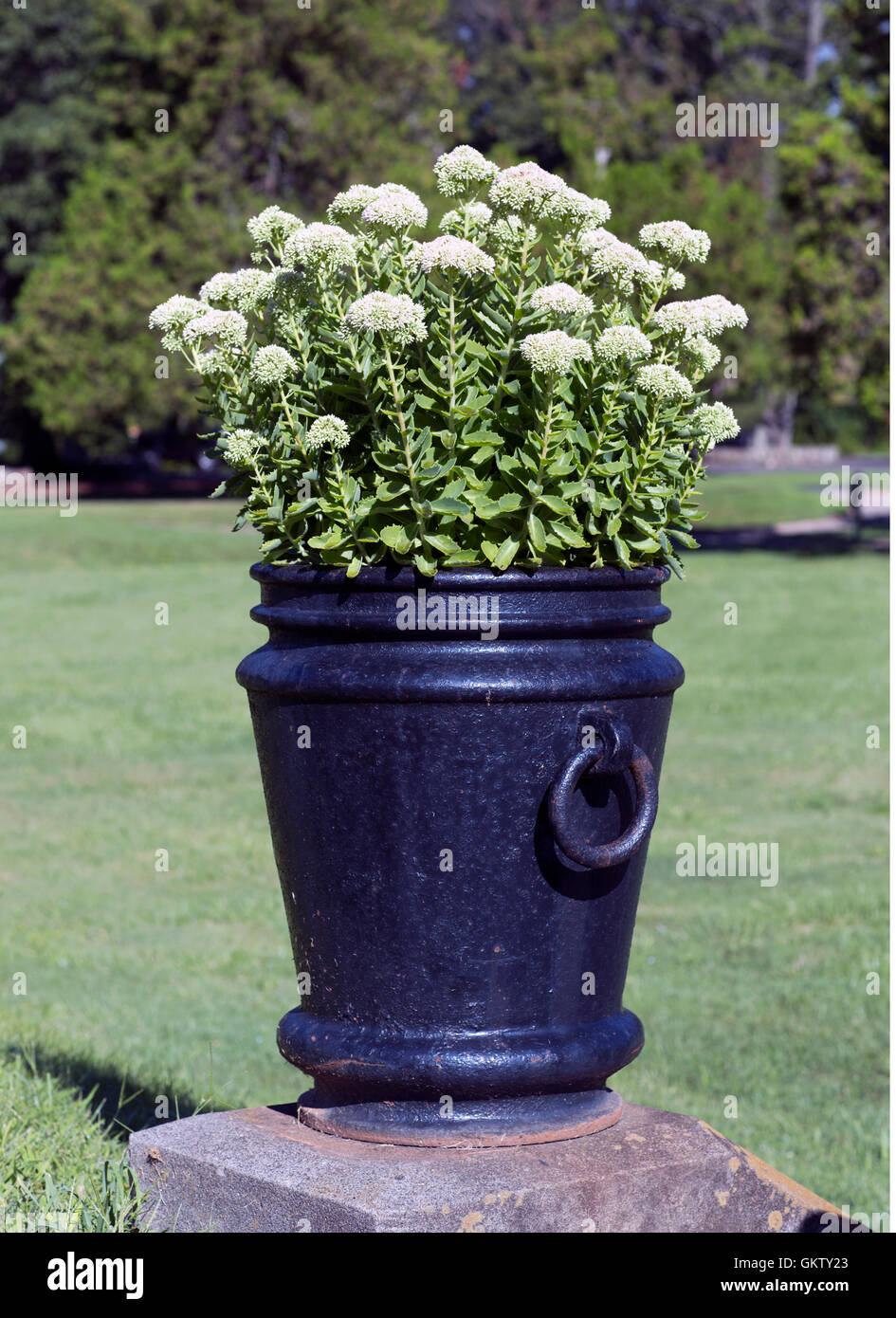 Las flores crecen en una urna de metal sobre un pedestal de hormigón. Foto de stock