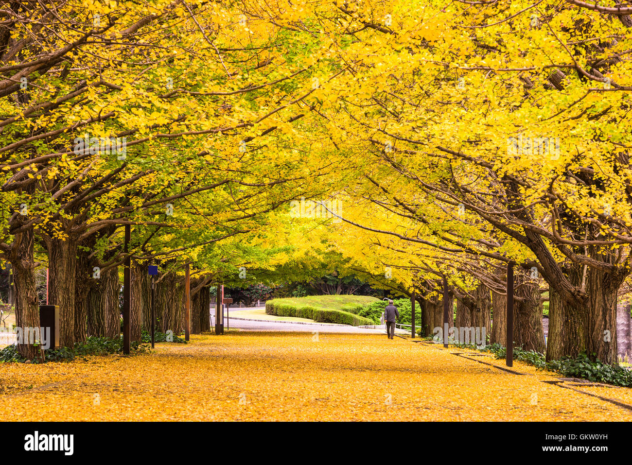 Parque de otoño en Tokio, Japón. Foto de stock
