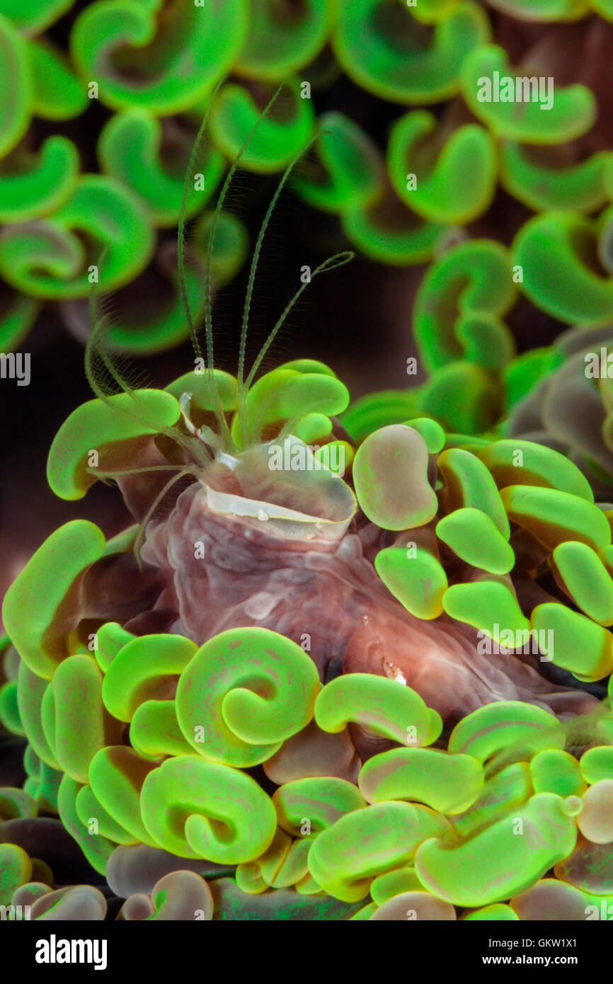 Percebe, Coral Pyrgomatide, Ambon, en las Molucas, Indonesia Foto de stock