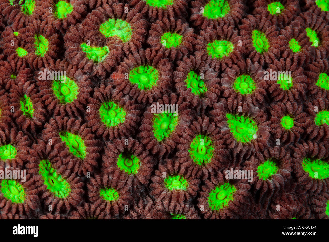 Los pólipos de coral piedra fluorescentes, Favia sp., Ambon, en las Molucas, Indonesia Foto de stock