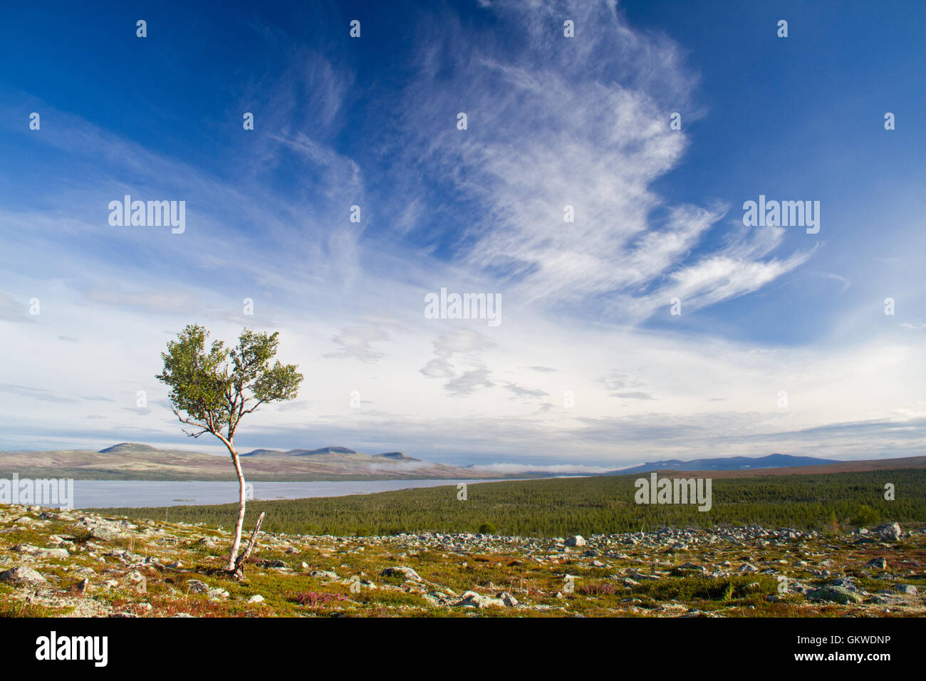Abedul en solitario paisaje escandinavo (Parque Nacional Femundsmarka) Foto de stock