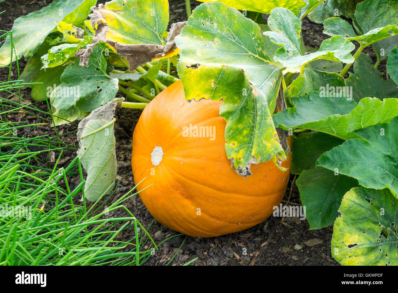 Encantado de calabaza que crece en el jardín amurallado en Castle Howard York Foto de stock