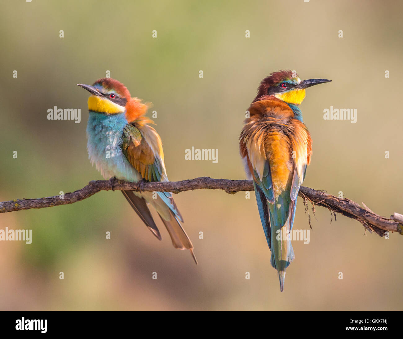 Dos europeos abejarucos (Merops apiaster) donde se posan en una rama Foto de stock