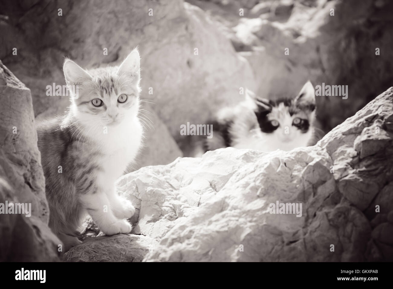 Poco gatitos sin hogar en las rocas por el mar. Foto de stock