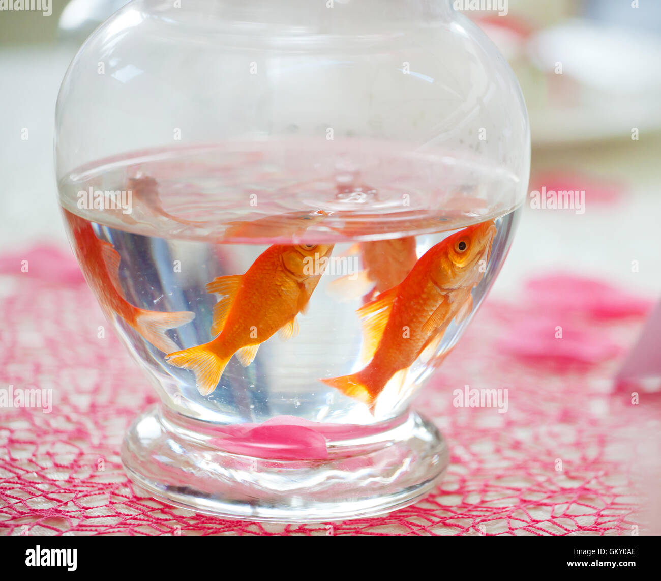 Goldfish en ampolla utilizados como centros de mesa en una fiesta. Foto de stock
