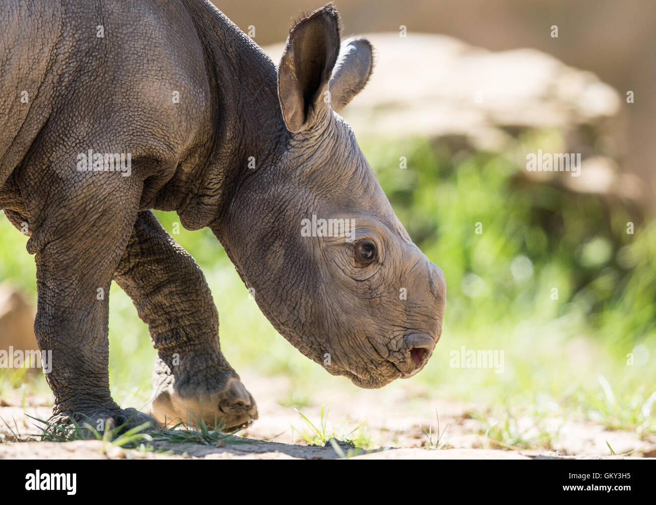 En Krefeld, Alemania. 23 Aug, 2016. El bebé rinoceronte en un recinto al aire libre en el zoológico en Krefeld, Alemania, 23 de agosto de 2016. Los rinocerontes negros en el zoológico tuvo su quinto hijo durante la noche del 21-22 de agosto. Foto: Marcel KUSCH/dpa/Alamy Live News Foto de stock