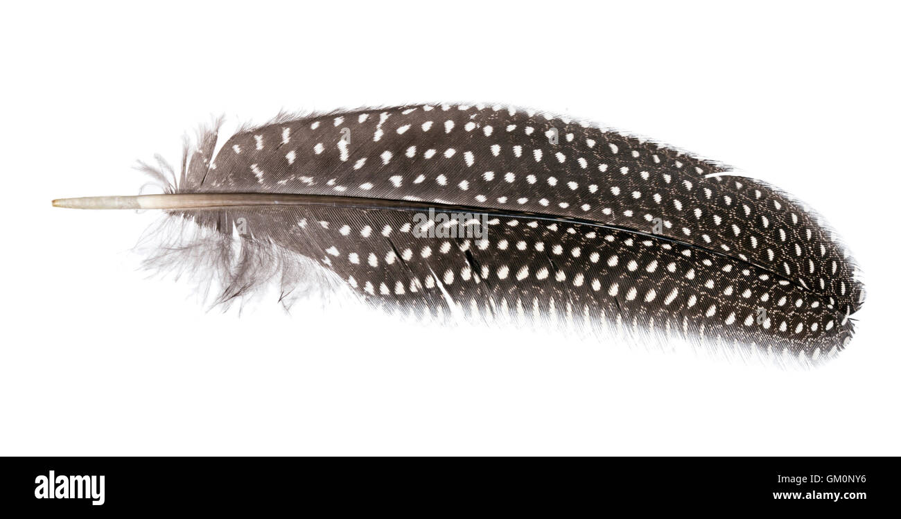 Primer plano de un paují guineafowl (Numida meleagris) pluma de ala Foto de stock