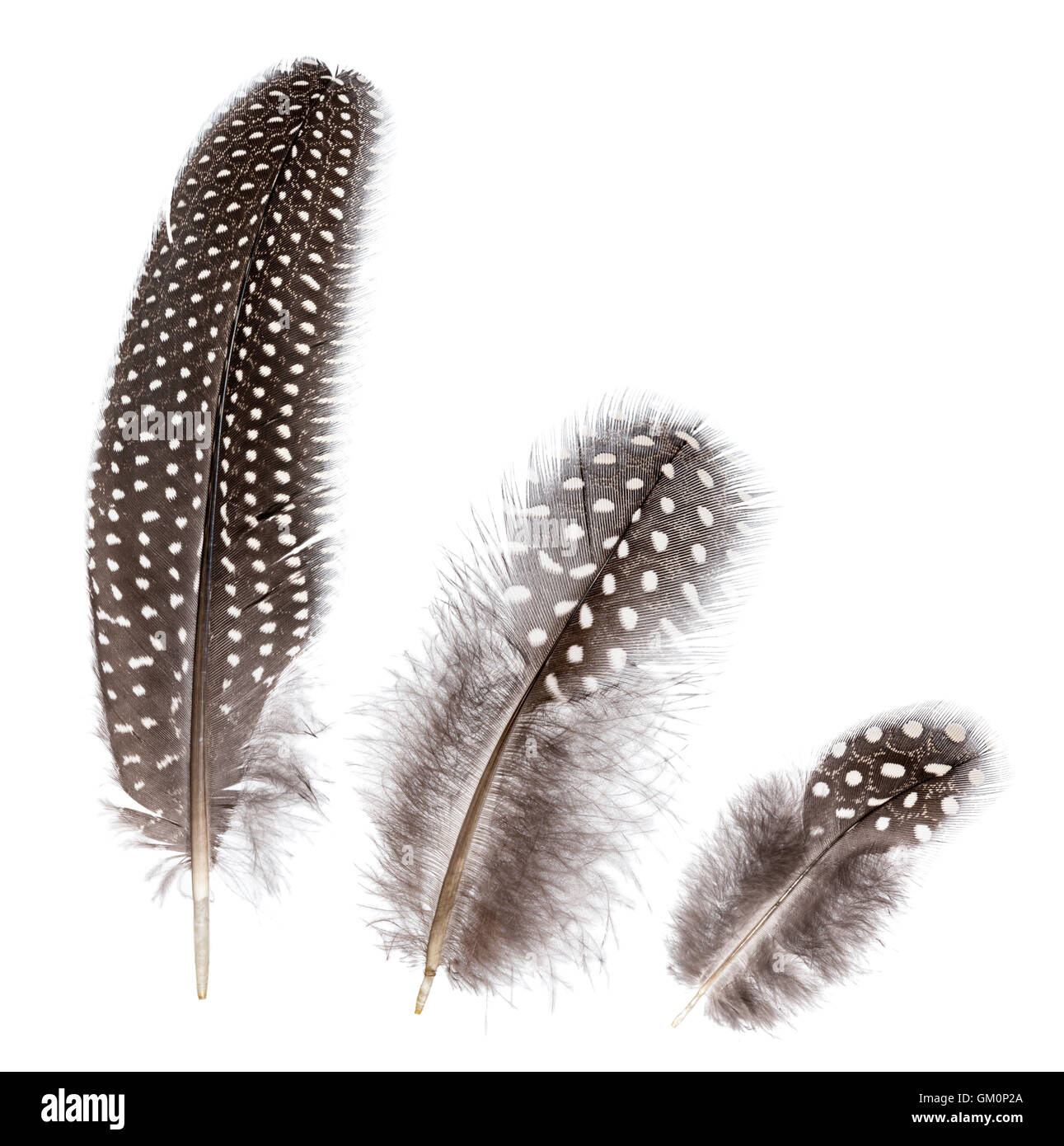 Comparación de tres paují guineafowl (Numida meleagris) plumas Foto de stock