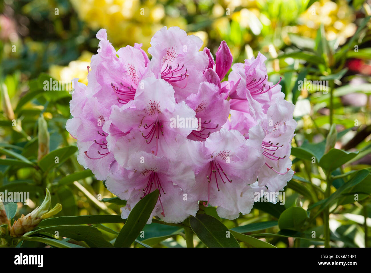 Ericáceas Rhododendron, Rosa azalea en flor Fotografía de stock - Alamy