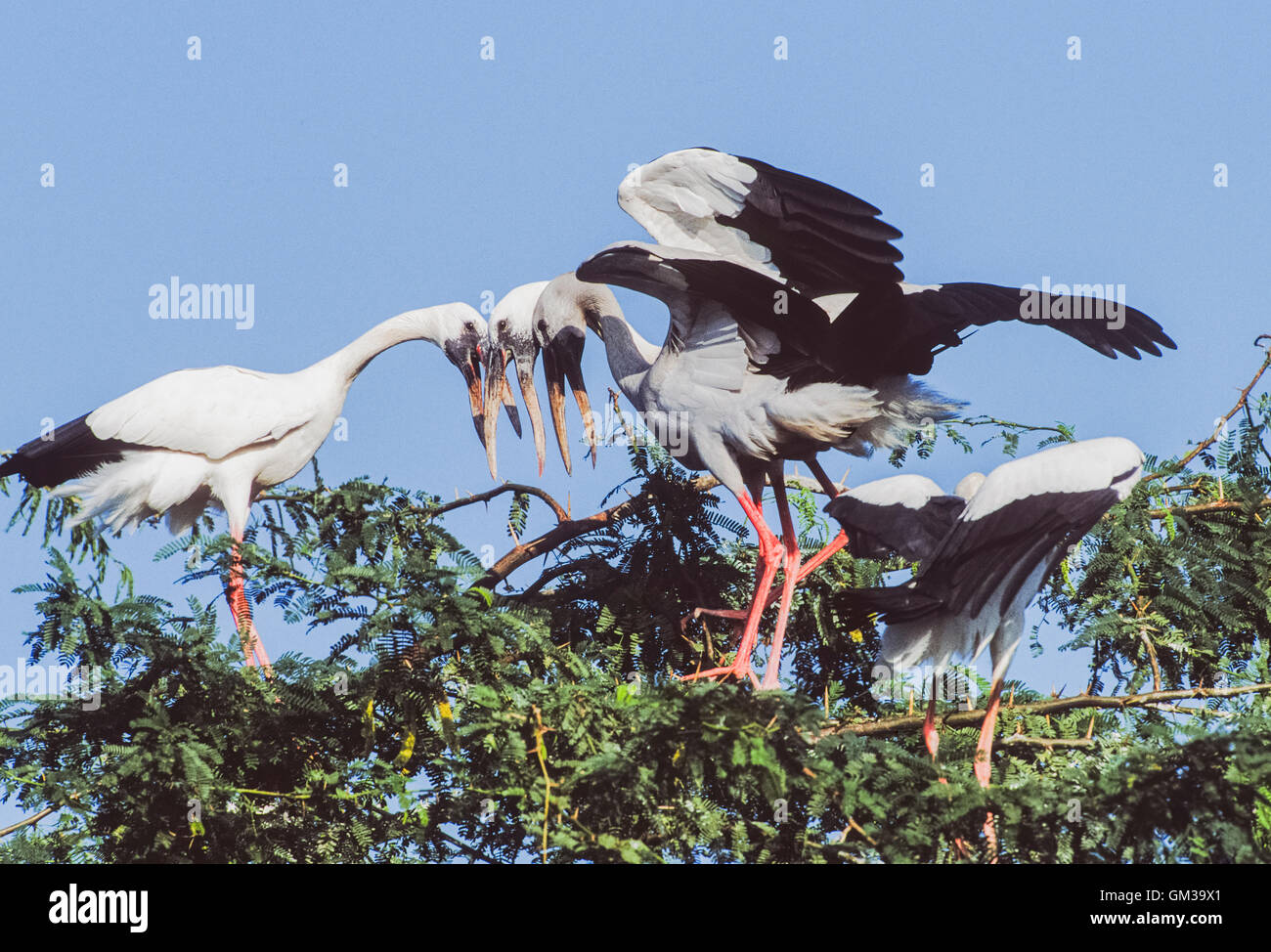 Asian Openbill Stork (Anastomus oscitans), display de cortejo en colonia de anidación, Parque Nacional de Keoladeo, Bharatpur, India Foto de stock