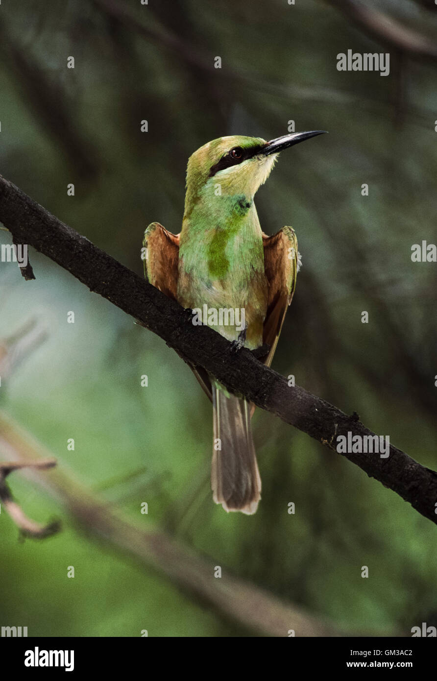 Verde, el abejaruco (Merops orientalis beludschicus, también conocido como el abejaruco verde pequeña) Foto de stock