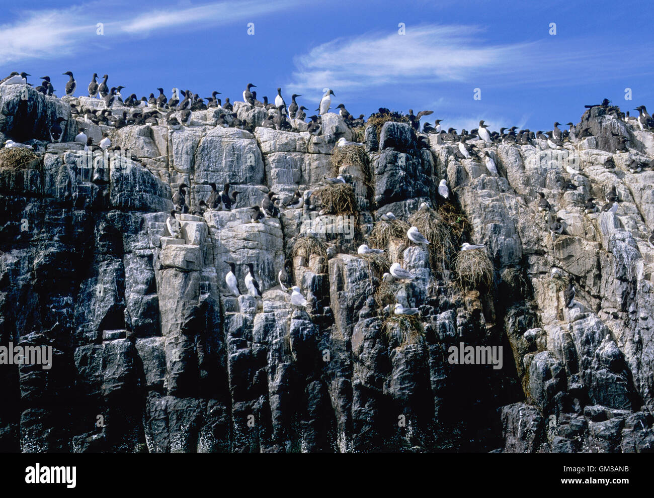 Guillemot, (Uria aalge) y Kittiwake (Rissa tridactyla), Cliff colonia de anidación, Islas Farne, Northumberland, Islas Británicas Foto de stock