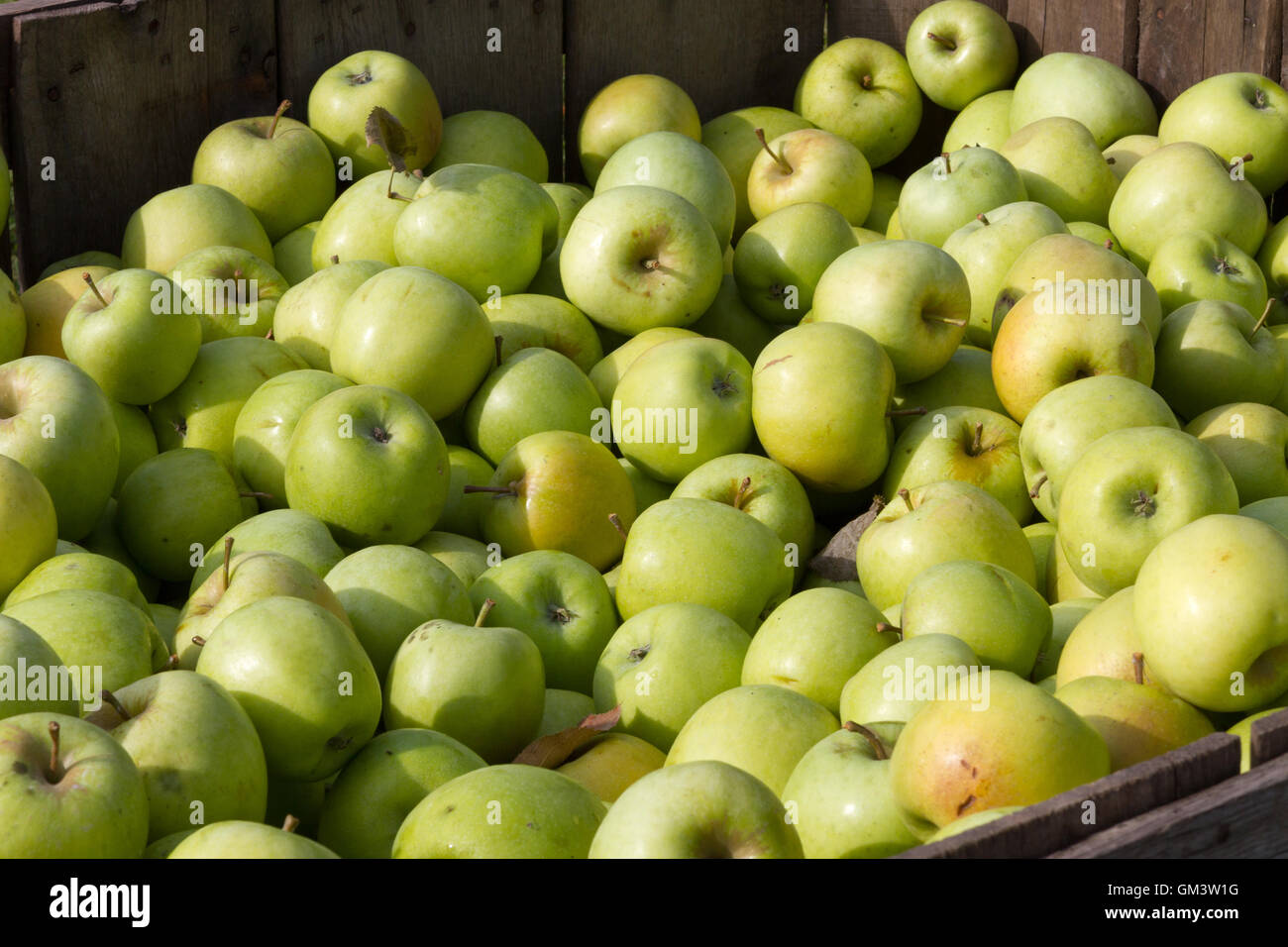 Montones de manzanas verdes recién cosechadas en una caja de embalaje  Fotografía de stock - Alamy
