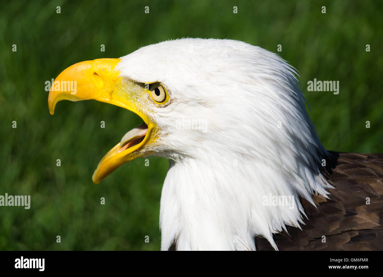 El águila calva en Alberta aves de presa Foto de stock