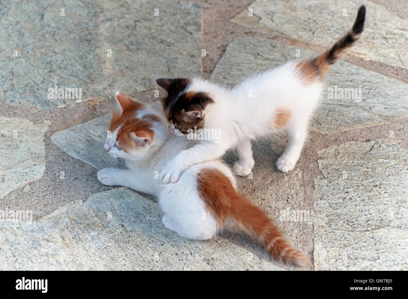 Un alto ángulo de visualización de dos gatitos jugando Foto de stock