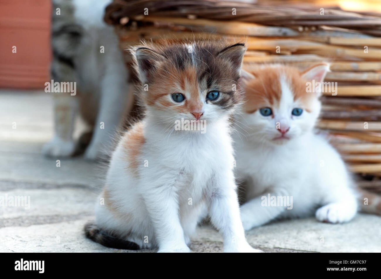 De dos a cuatro semanas de edad los gatitos con su madre en el fondo Foto de stock