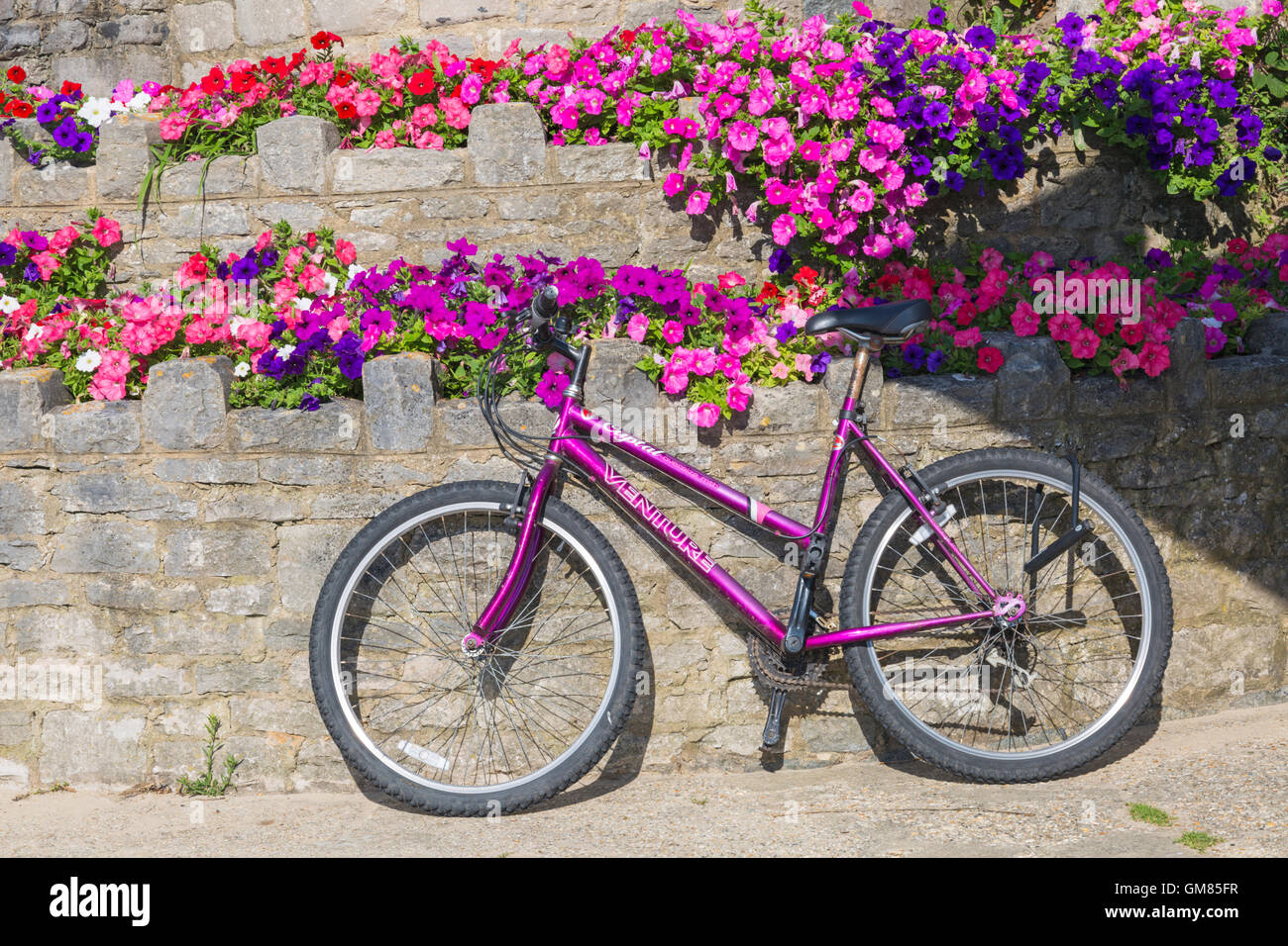 Venture Crystal mountain bike recostada contra la pared de piedra con  coloridas flores de petunia promenade en Poole, Dorset en agosto Fotografía  de stock - Alamy