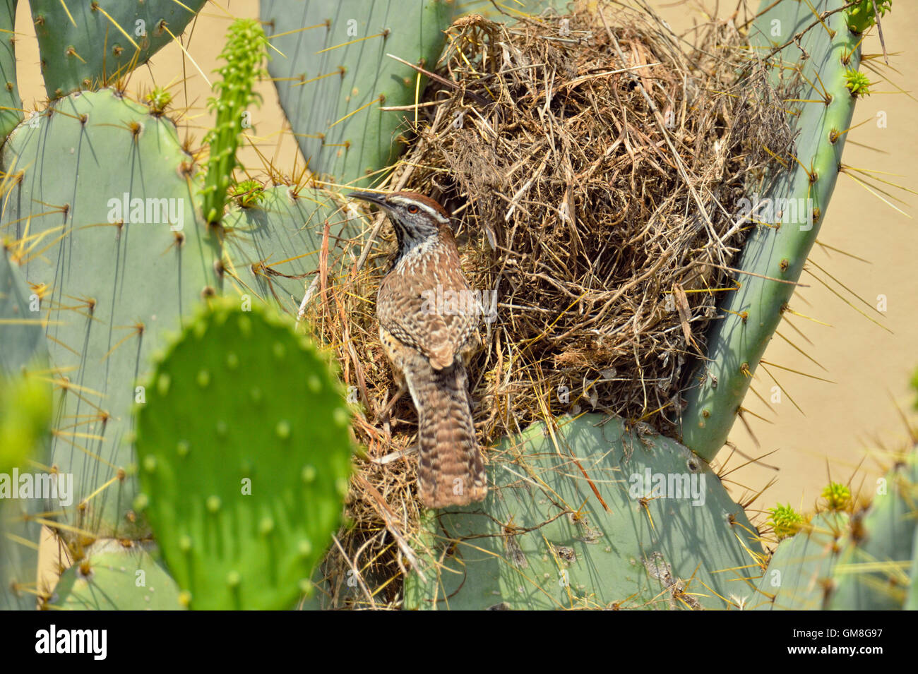 Cactus wren (Campylorhynchus brunneicapillus) en nidos construidos en cactus, en la ciudad de Río Grande, Texas, EE.UU. Foto de stock