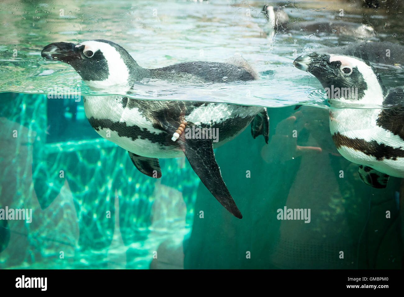 Los pingüinos africanos, en cautividad, nadando en el acuario de Vancouver en Vancouver, British Columbia, Canadá. Foto de stock