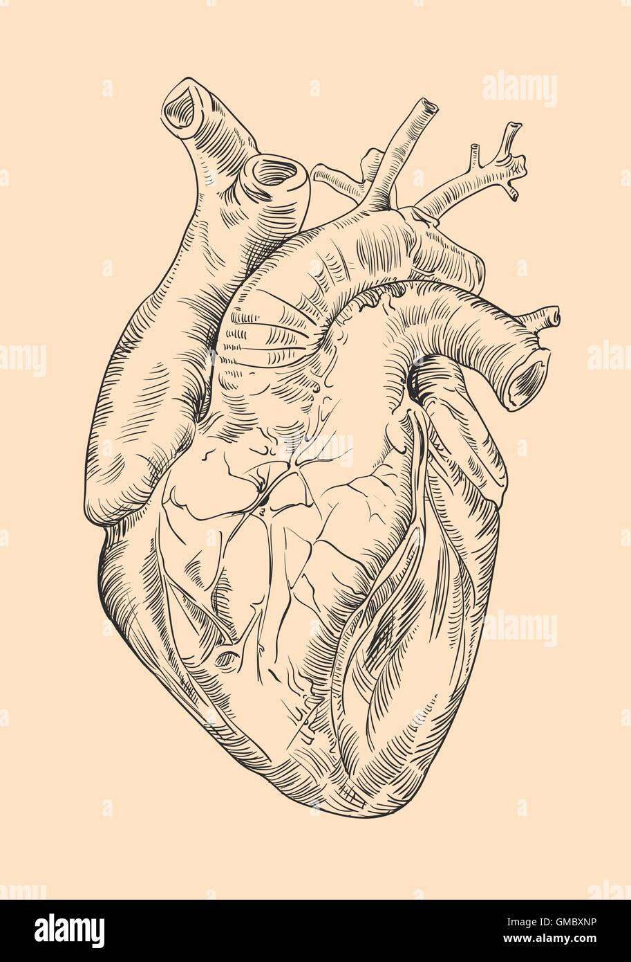Dibujo del corazón humano con flores. Ilustración del Vector