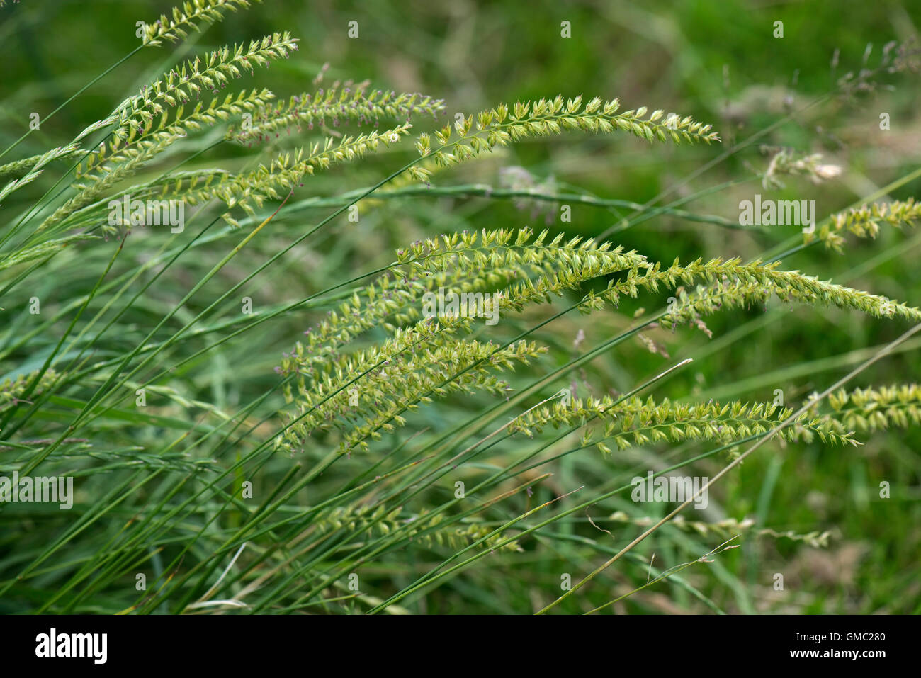 Crested dog-tail hierba, Cynosurus cristatus, florece con otras hierbas, Junio Foto de stock