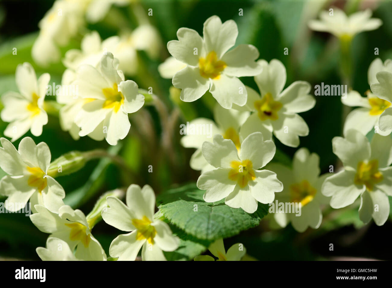 Mucho amado a comienzos de la primavera, la flor en plena floración prímula Inglés Jane Ann Butler Fotografía JABP1604 Foto de stock