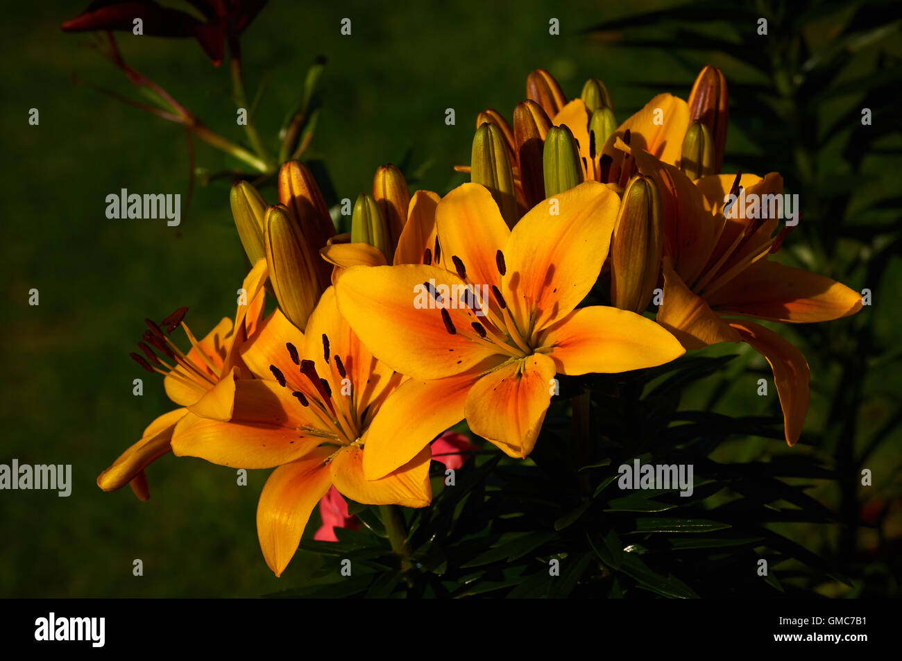 Lirios amarillos en jardín inglés fotografías e imágenes de alta resolución  - Alamy