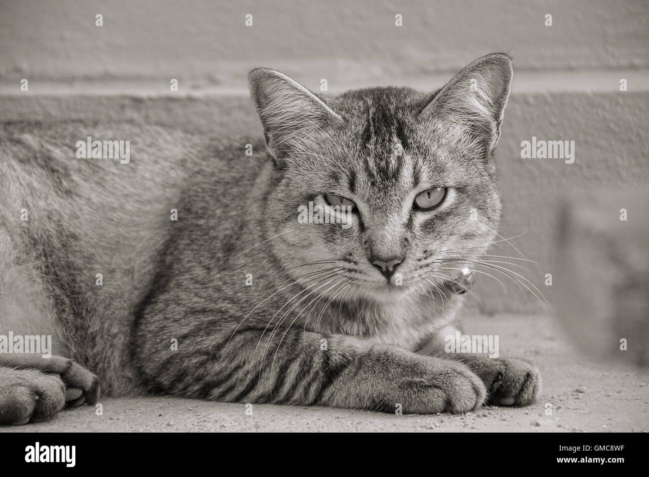Mamíferos gato mascota un amigo Foto de stock