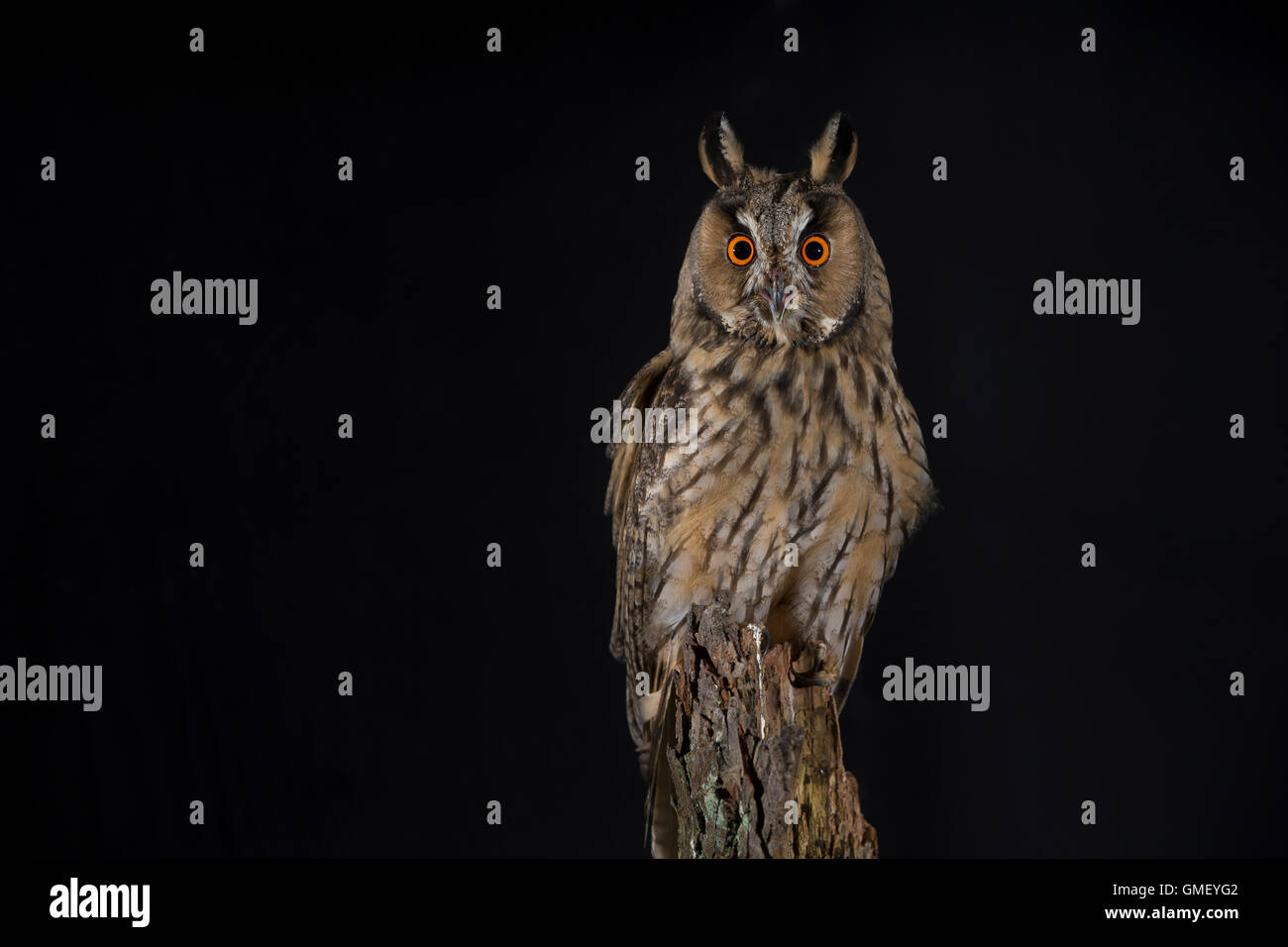 Waldohreule Waldohr Eule Asio Otus Buho Orejudo Largo Le Hibou Moyen Duc Fotografia De Stock Alamy