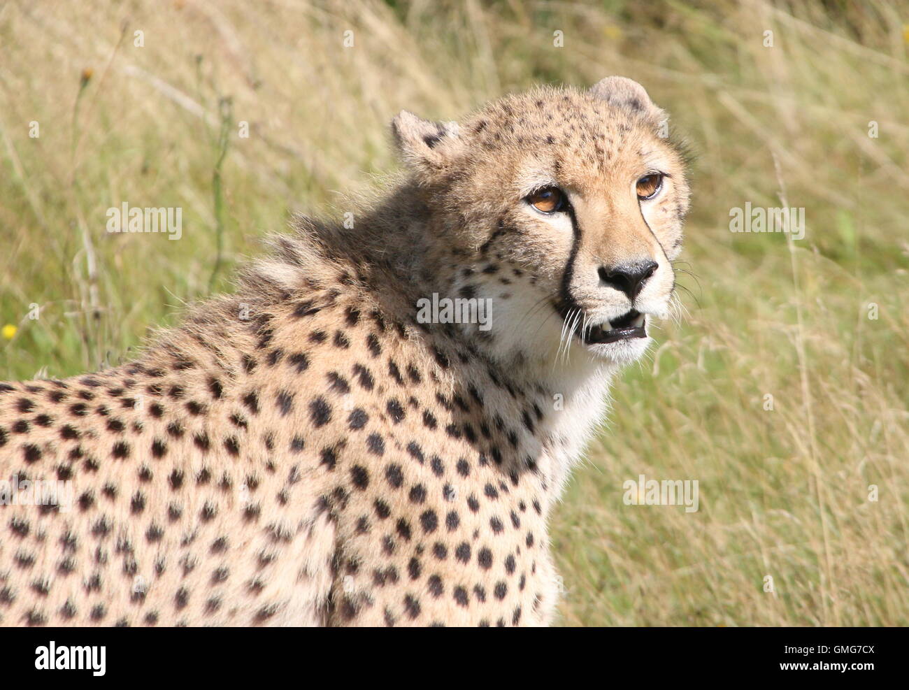 Macho guepardo (Acinonyx jubatus) cerca de la parte superior del cuerpo y la cabeza, gruñendo. Foto de stock
