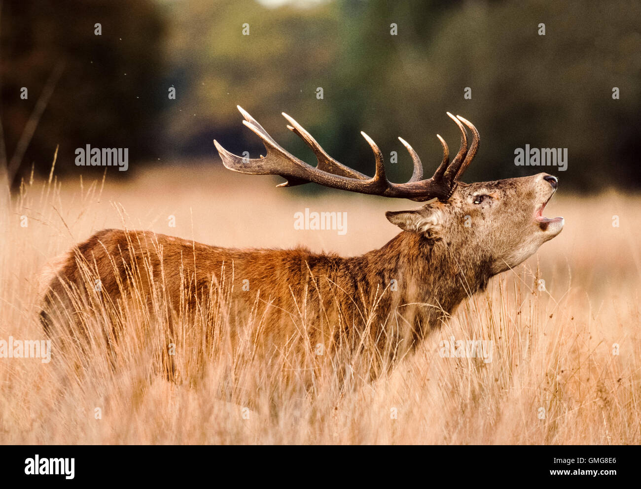 Red Deer, ciervo Cervus elaphus, llamando durante el badén, Richmond Park, Londres, Reino Unido Foto de stock