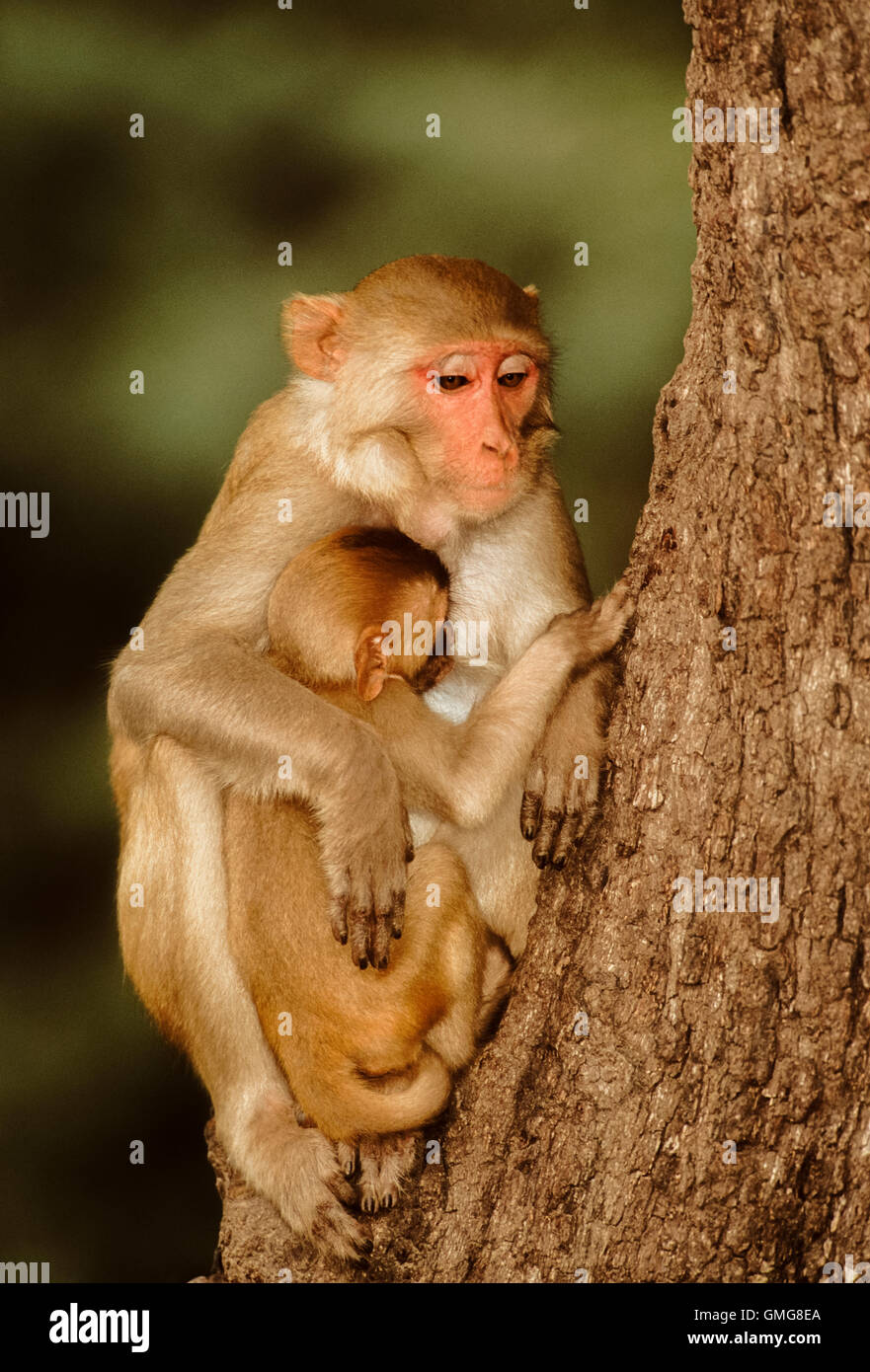 Hembra de macacos Rhesus, Macaca mulatta con bebé, Rajasthan, India Foto de stock