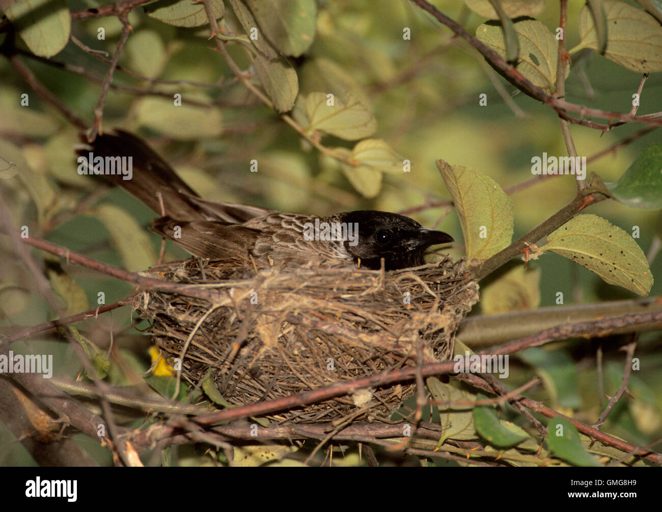 Rojo-ventilado, Bulbul Pycnonotus cafer, adulto en el nido, Bharatpur, India Foto de stock