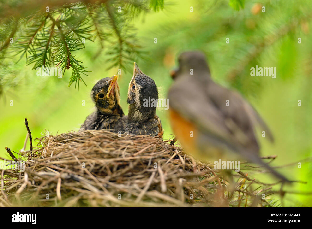 American Robin (Turdus migratorius) dos polluelos en el nido de pájaros con sus padres, mayor en Sudbury, Ontario, Canadá Foto de stock