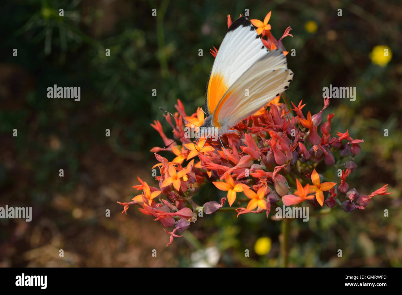 Este borde punteado o común de borde punteado (Mylothris agathina) blanco y naranja mariposa con ribetes negros en sus alas Foto de stock