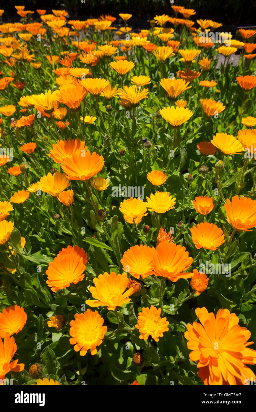 Ringelblume, Garten-Ringelblume, Calendula officinalis, caléndula, común ruddles, caléndula, caléndula, jardín inglés marigol Foto de stock