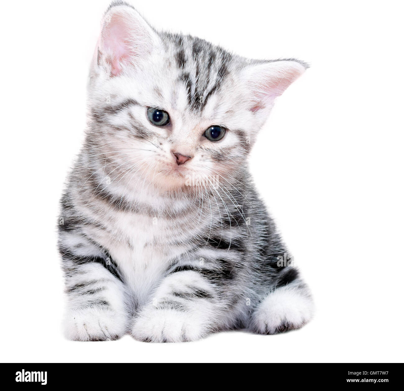American Shorthair lindo gatito gato. Aislado sobre fondo blanco. Foto de stock