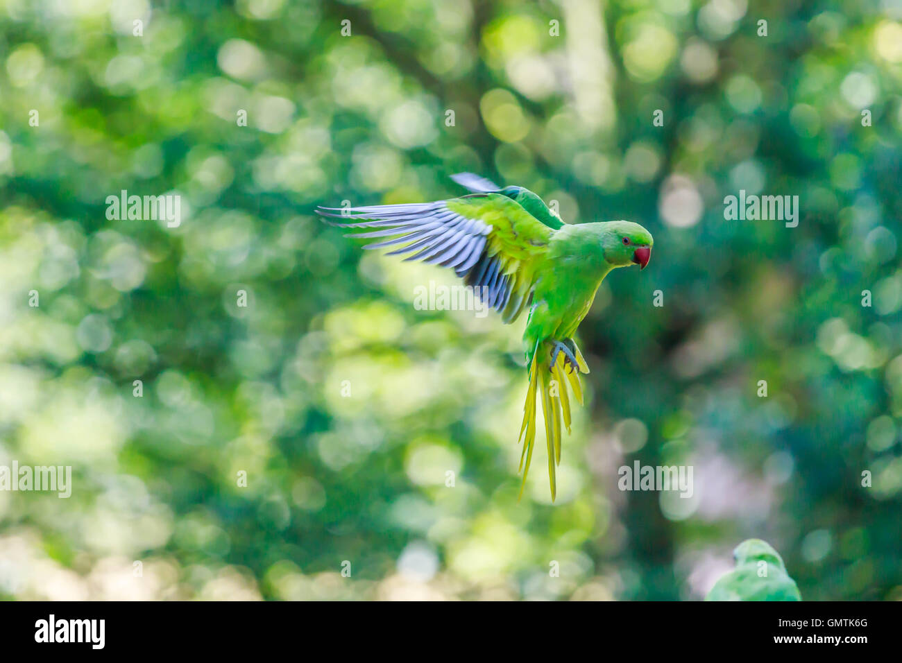 El anillo del cuello Perico Indio Captura en vuelo. El parakeet fue volando al nivel de los ojos y se acerca a la tierra. Foto de stock