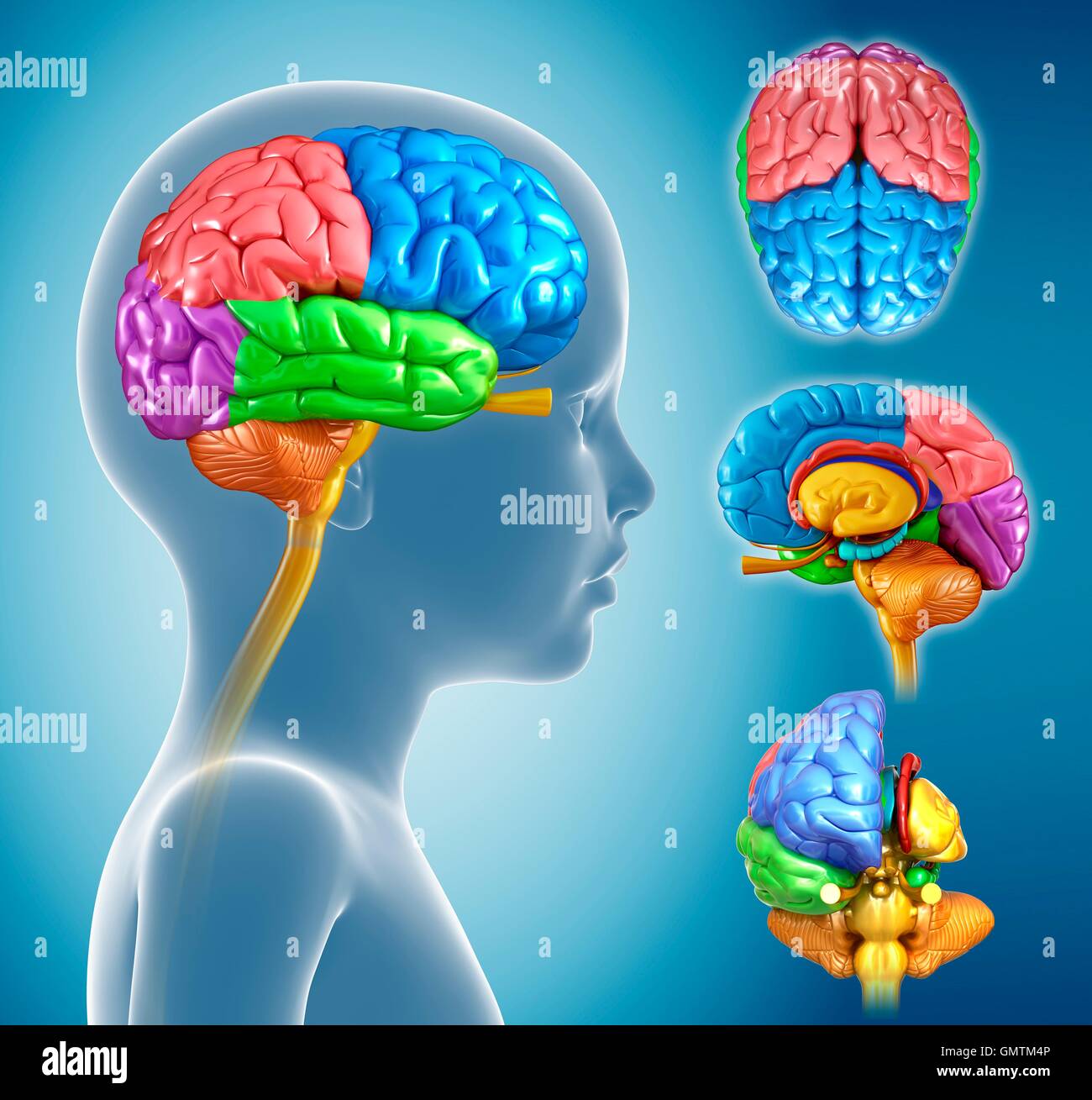 Ilustración de una anatomía del cerebro del niño Fotografía de stock - Alamy
