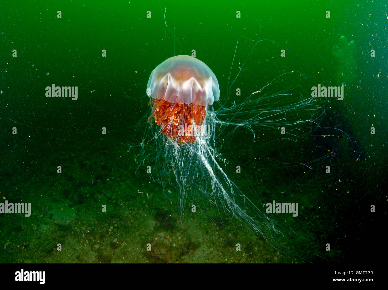 Lion's Mane medusas, Cyanea en capillata, submarino, en el oeste de Escocia. Foto de stock