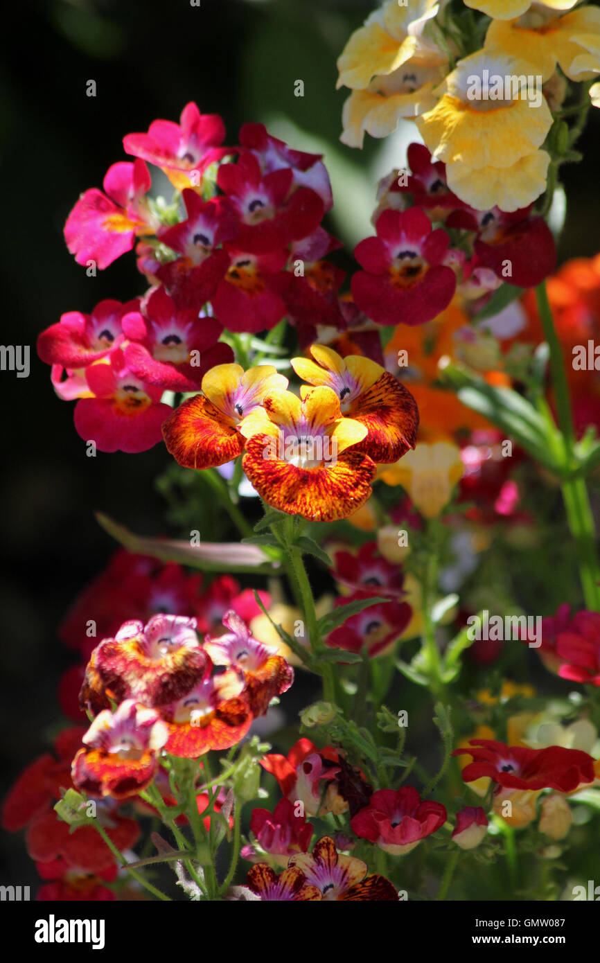 Rosa, amarillo y rojo y amarillo Nemesia "tapiz" de flores en tonos sunshine Foto de stock