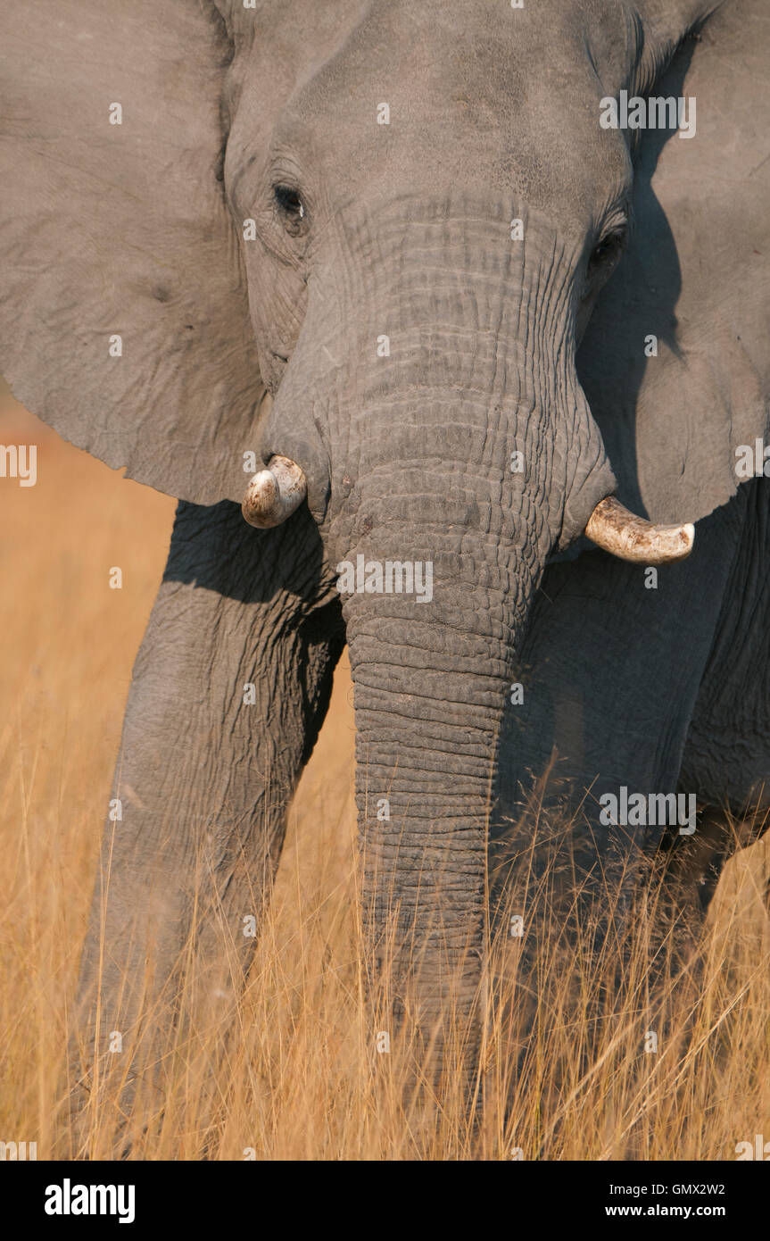Los elefantes africanos, cerrar en hierba marrón, reserva de Masai Mara, Kenya Foto de stock