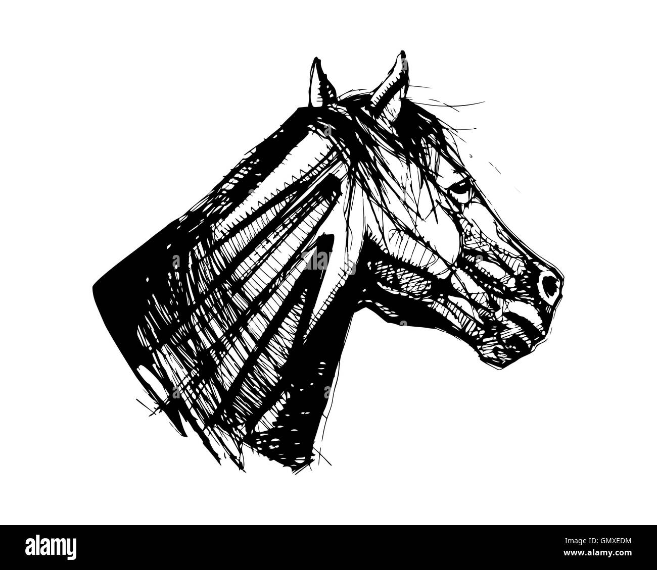 Ilustración dibujada a mano o un dibujo de una cabeza de caballo Foto de stock