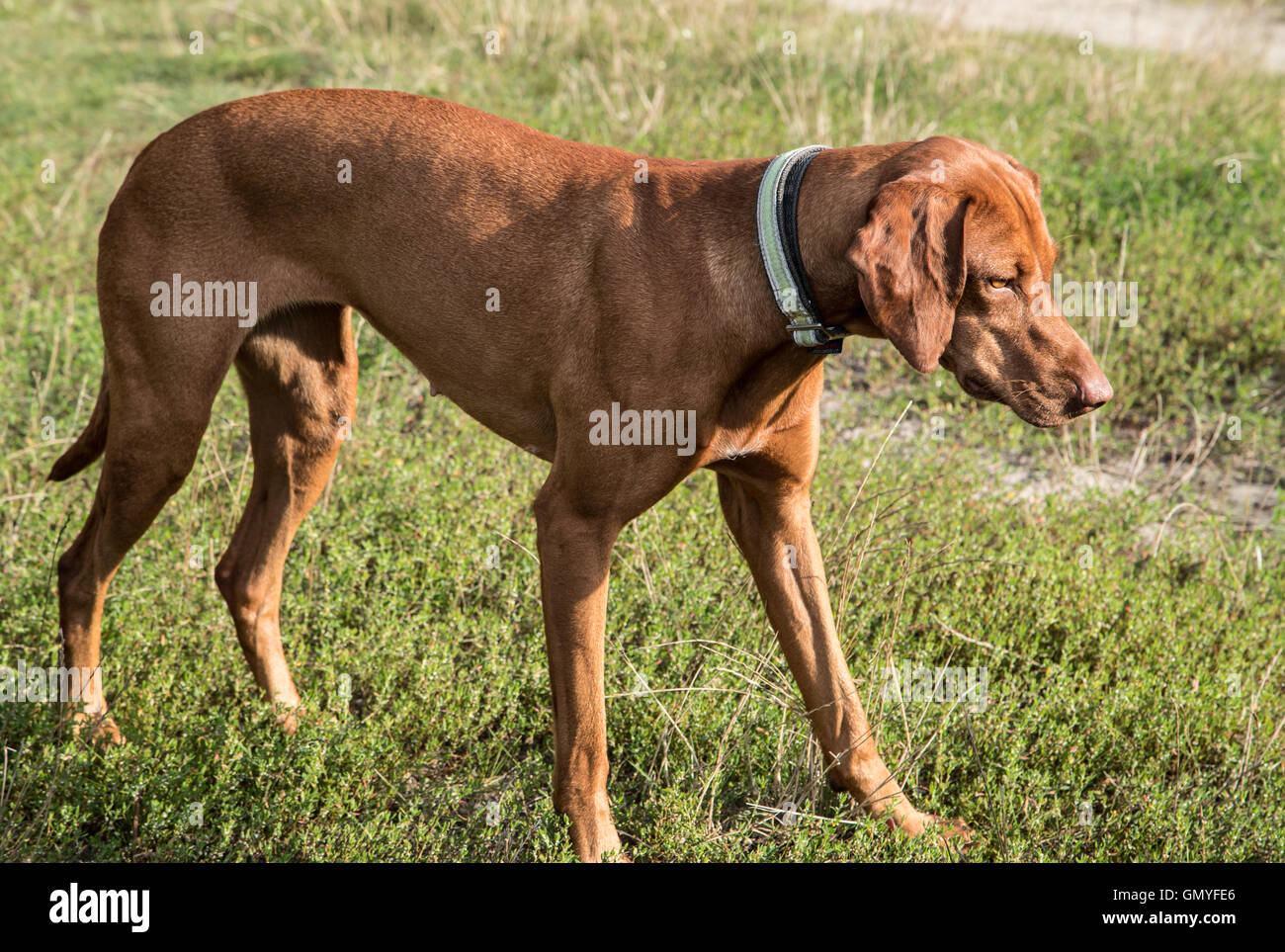 Un perro weimaraner marrón en su caminar. - Ein brauner weimaraner  Fotografía de stock - Alamy