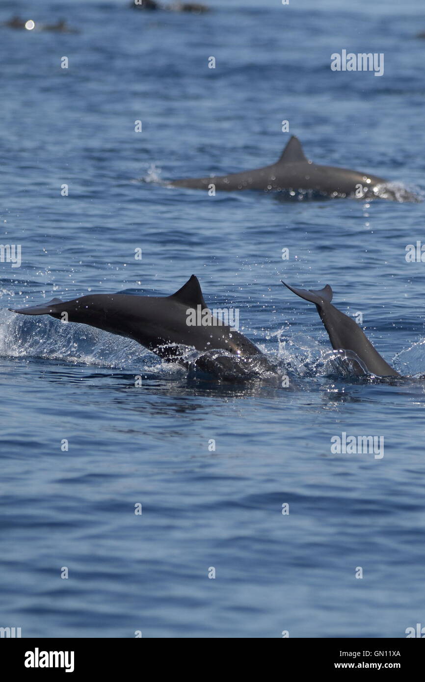 Dos delfines (Stenella longirostris) saltando fuera del agua, en la estela de un bote en el lado Pacífico de Costa Rica. Foto de stock