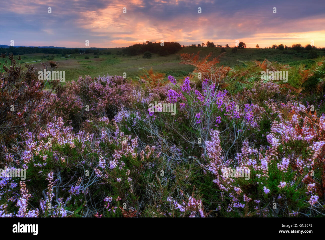 Rockford común; Linwood; bosques; Nueva Hamsphire; Inglaterra; UK Foto de stock