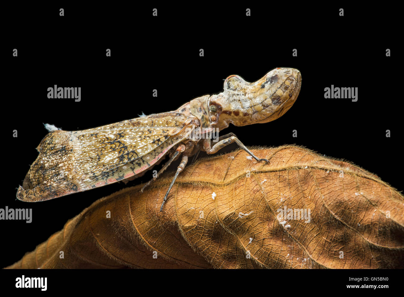 Linterna de cabeza de maní neotropicales (mosca Fulgora laternaria), selva amazónica, Río Canande reserva forestal, Choco, Ecuador Foto de stock