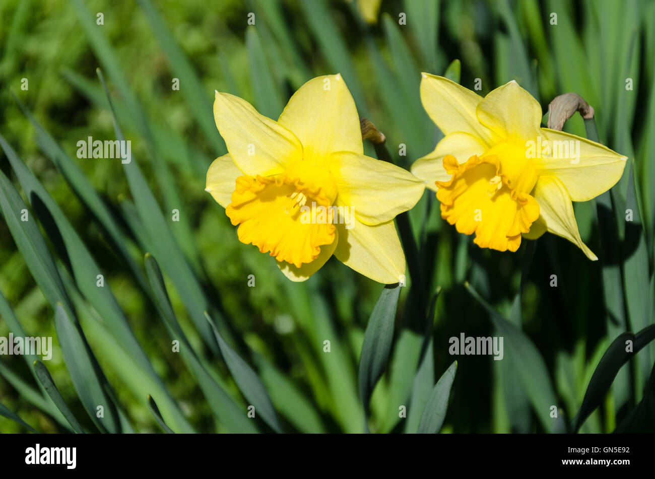 Dos flores amarillas en un jardín. Foto de stock