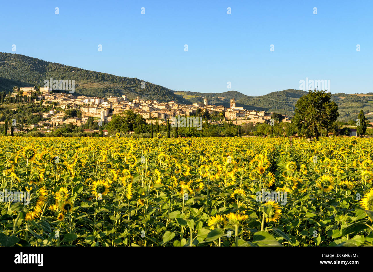 Spello (Umbria Italia) Foto de stock